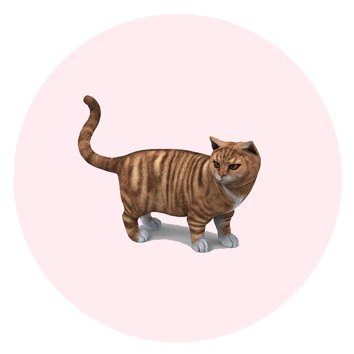 Make custom Cat Figurines from photos | Personalized Cat Figurines | My3dSelfie