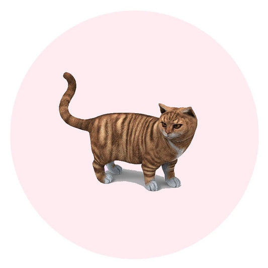 Make custom Cat Figurines from photos | Personalized Cat Figurines | My3dSelfie