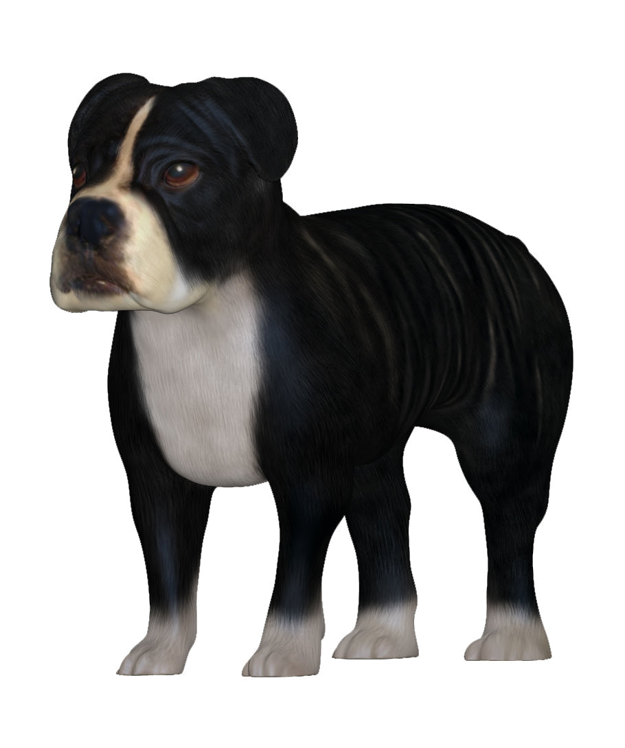 BullMastiff figurine for Home decor and gifting | My3dselfie | My3dSelfie