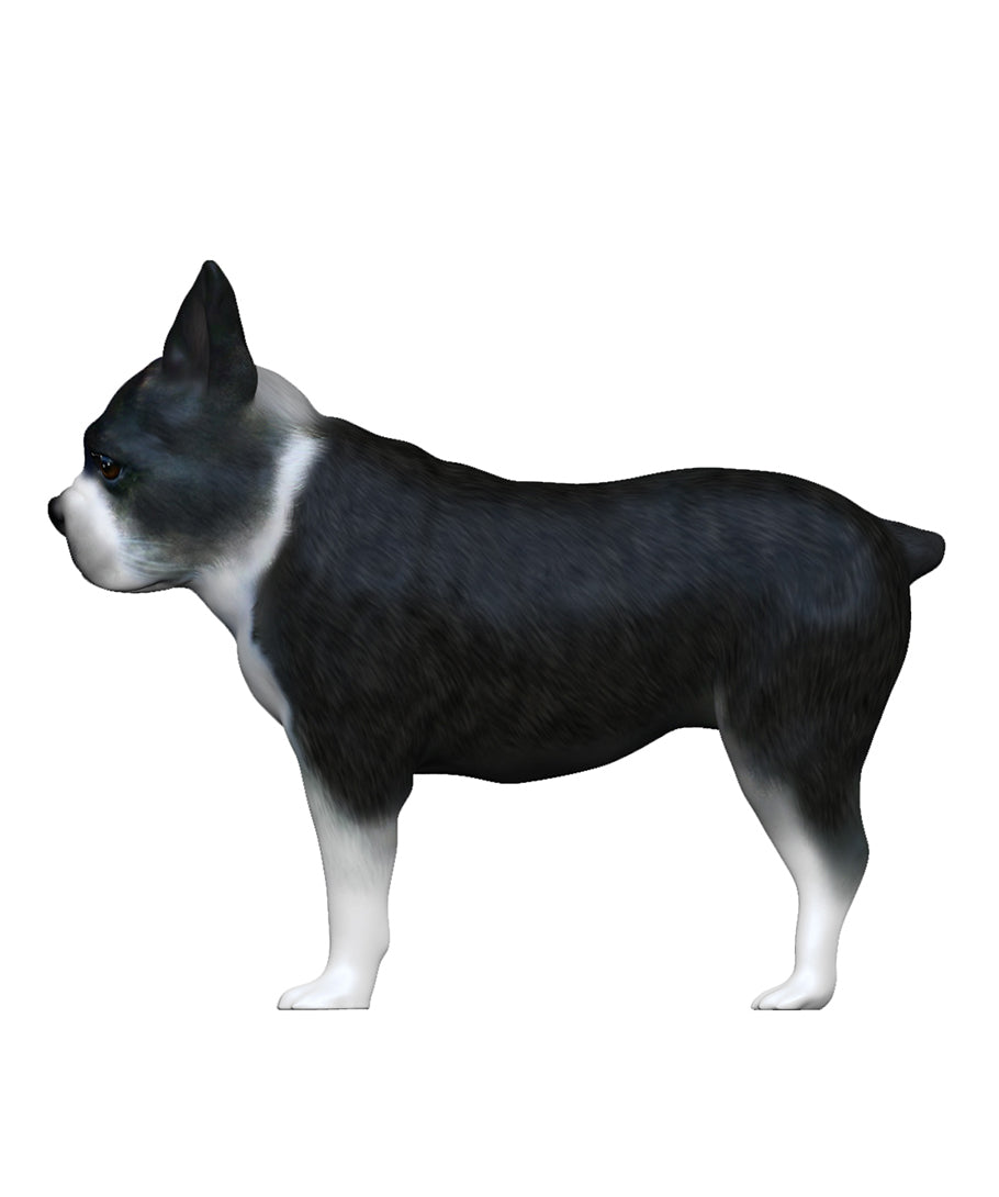 Boston Terrier Figurine | My3dSelfie | My3dSelfie